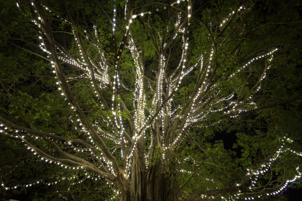 Glowing Christmas Lights And Trees